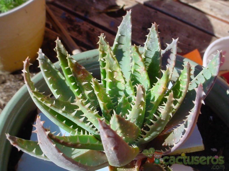 A photo of Aloe perfoliata 
