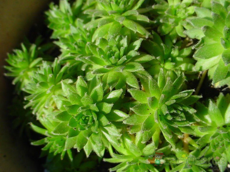 Una foto de Sempervivum montanum subsp. stiriacum