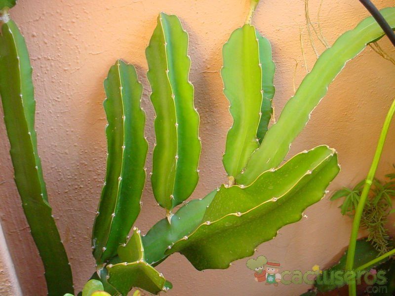 A photo of Hylocereus trigonus