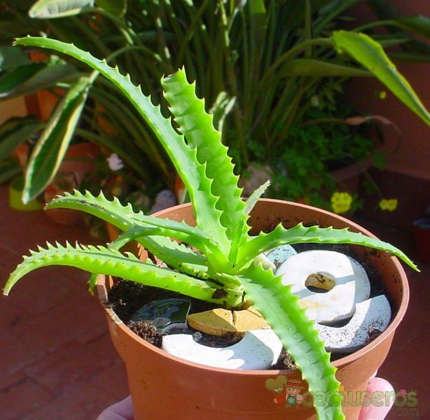 A photo of Aloe arborescens