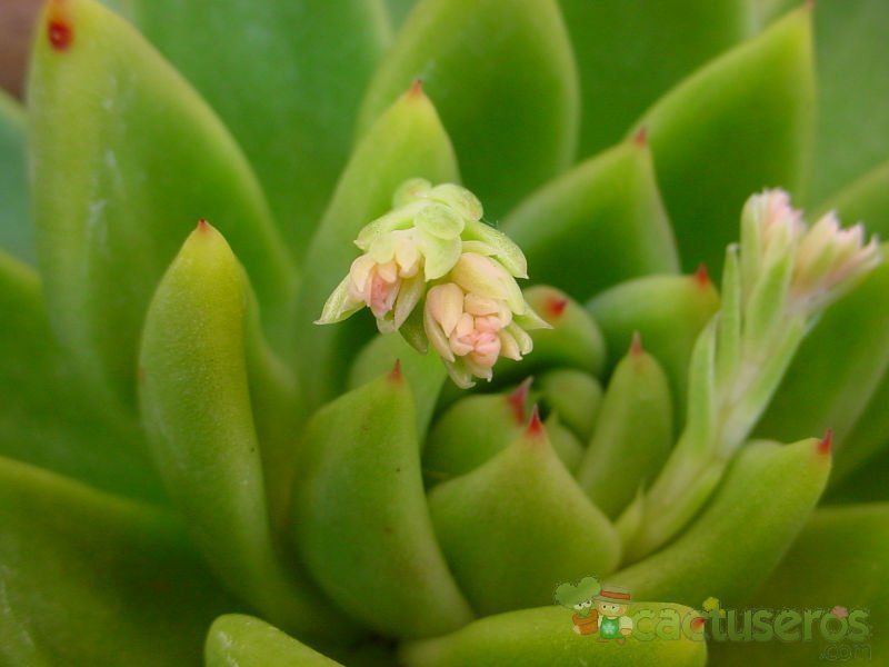 A photo of Echeveria agavoides 