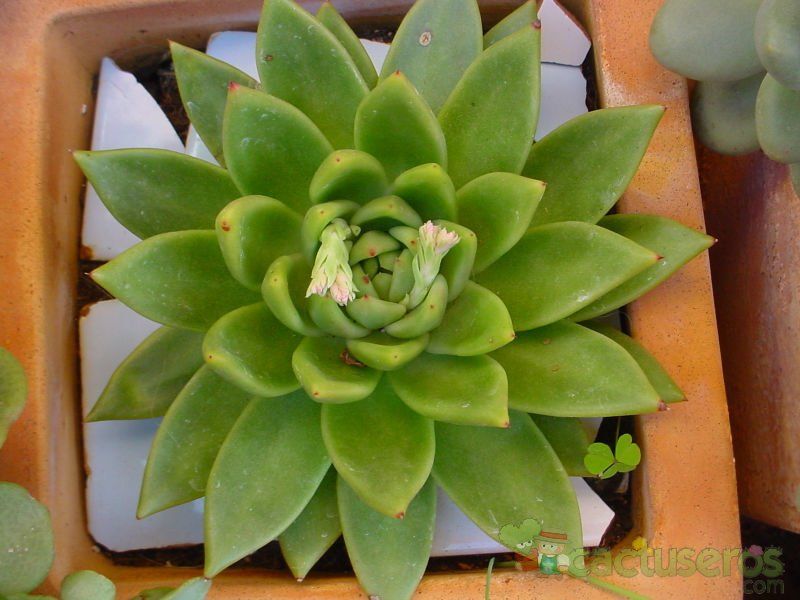 A photo of Echeveria agavoides 