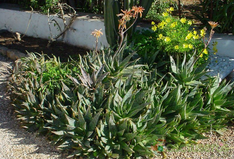 Una foto de Aloe maculata