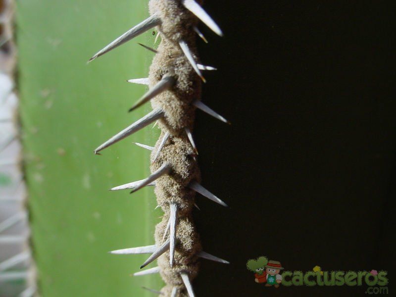 Una foto de Pachycereus marginatus