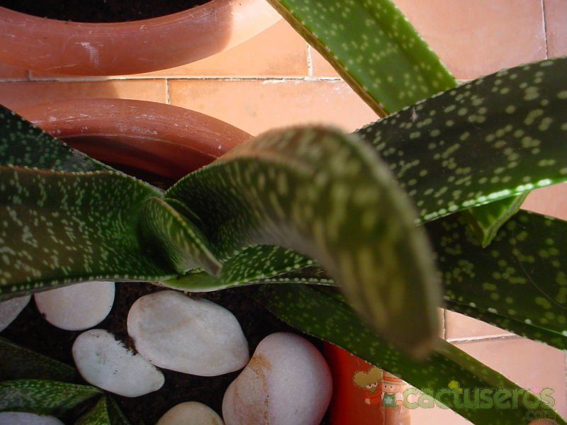 A photo of Gasteria carinata var. carinata