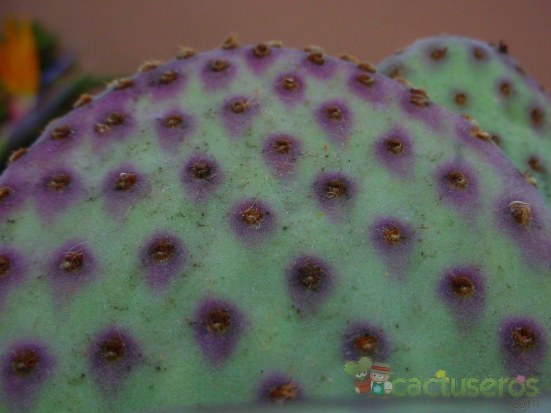 Una foto de Opuntia basilaris