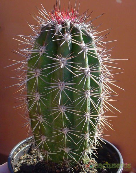 A photo of Pachycereus pecten-aboriginum