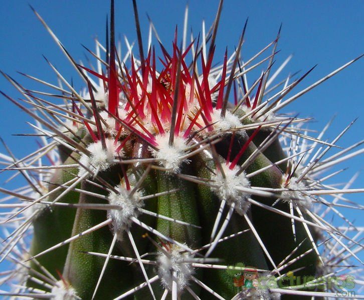 A photo of Pachycereus pecten-aboriginum