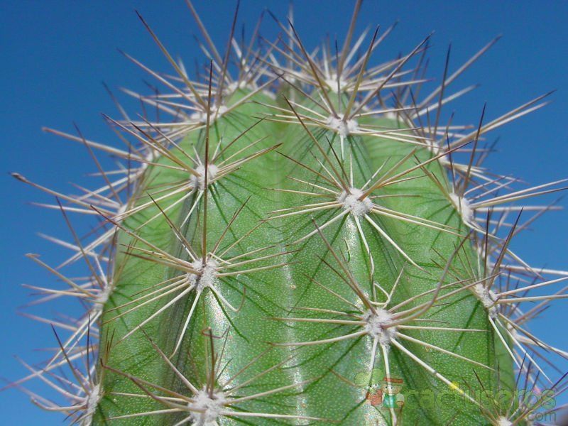 A photo of Pachycereus pecten-aboriginum