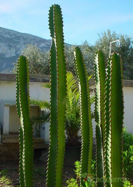 A photo of Euphorbia canariensis