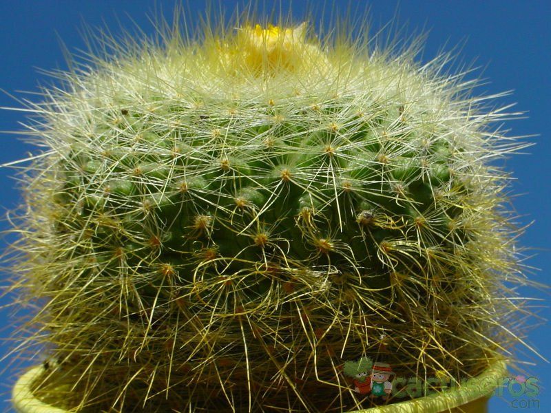 Una foto de Parodia chrysacanthion