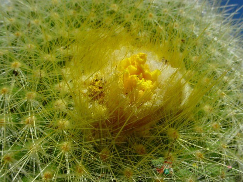 Una foto de Parodia chrysacanthion