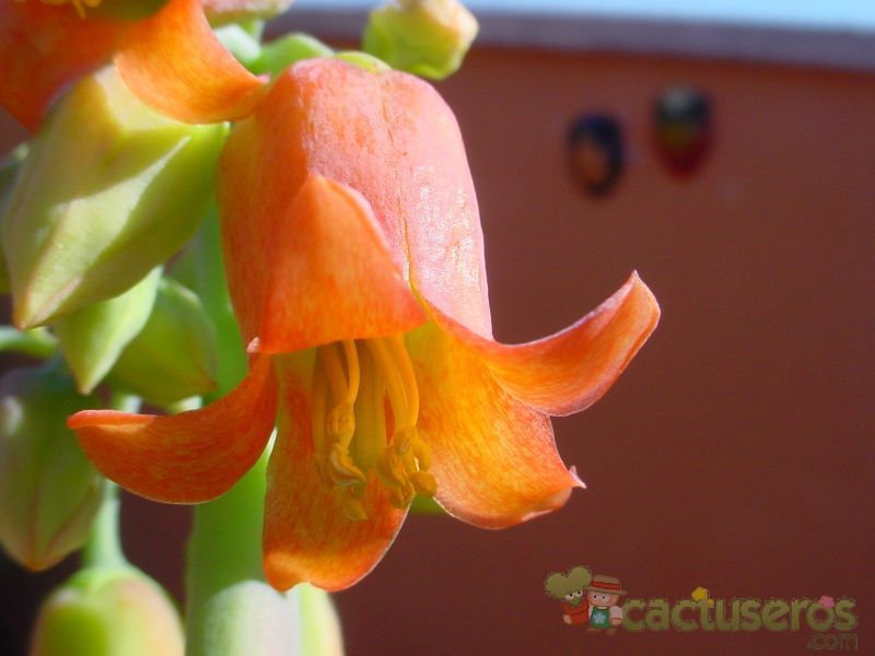 Una foto de Cotyledon macrantha