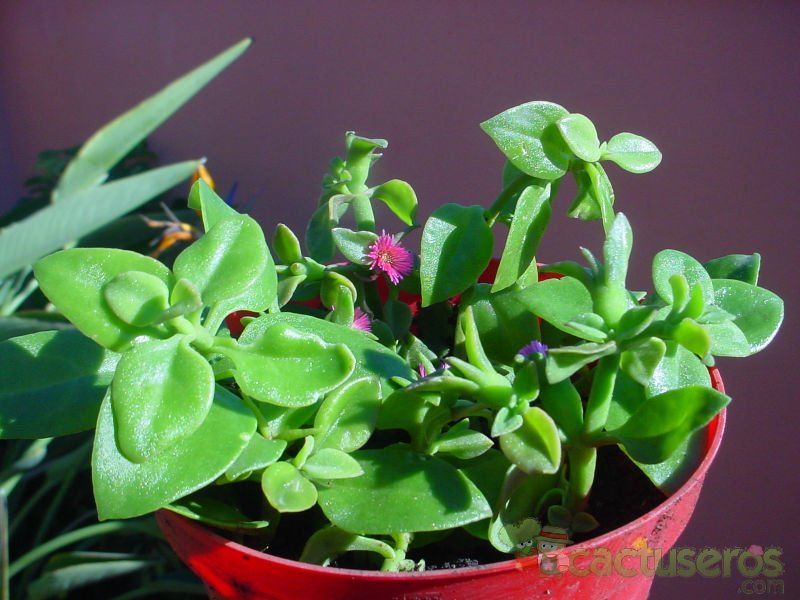 Una foto de Mesembryanthemum cordifolium