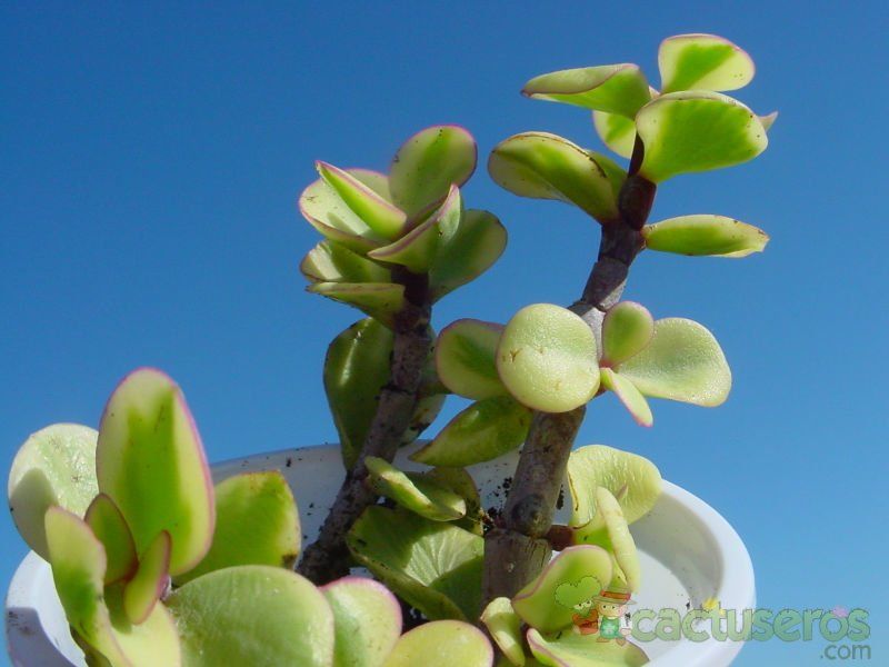 Una foto de Portulacaria afra fma. variegada