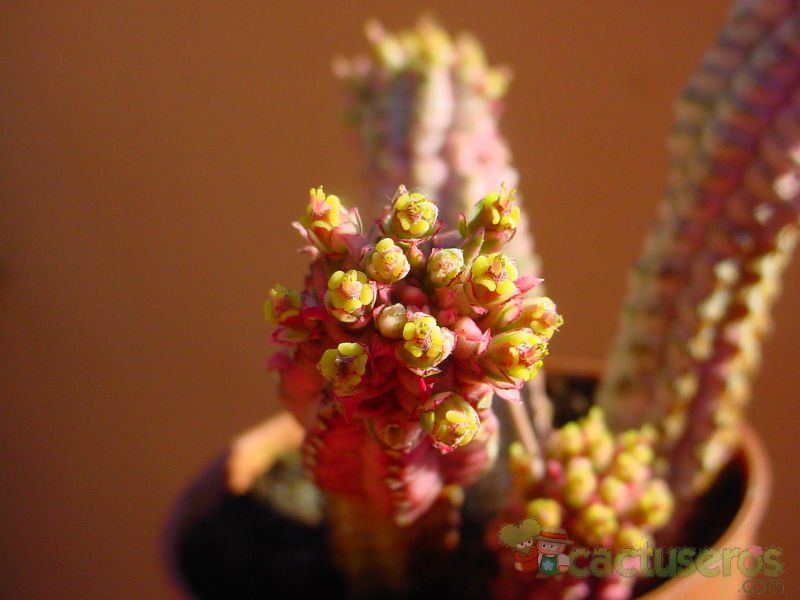 A photo of Euphorbia mammillaris fma. variegada
