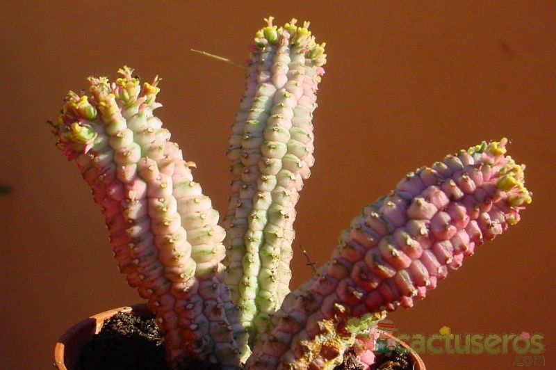 A photo of Euphorbia mammillaris fma. variegada