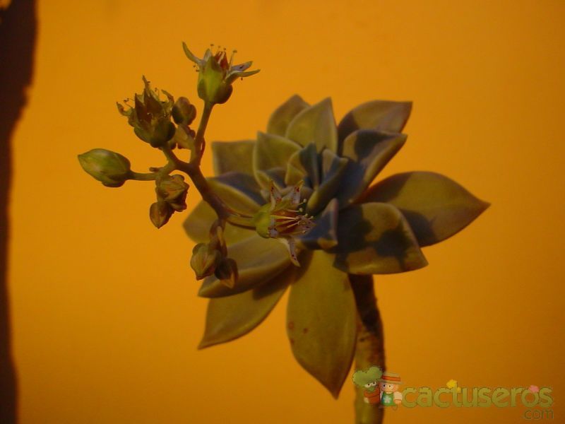 A photo of Graptopetalum paraguayense