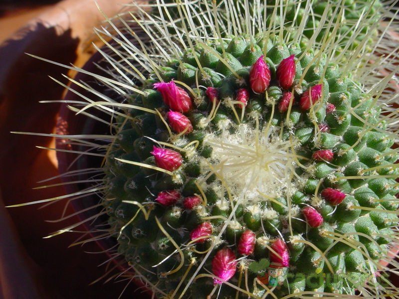 A photo of Mammillaria spinosissima fma. unpico