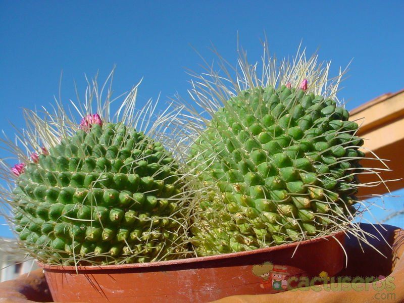 A photo of Mammillaria spinosissima fma. unpico