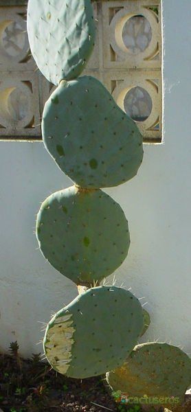 A photo of Opuntia ellisiana