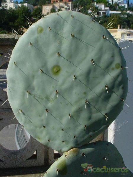 A photo of Opuntia ellisiana