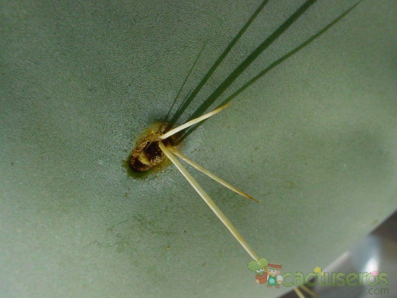 A photo of Opuntia ellisiana
