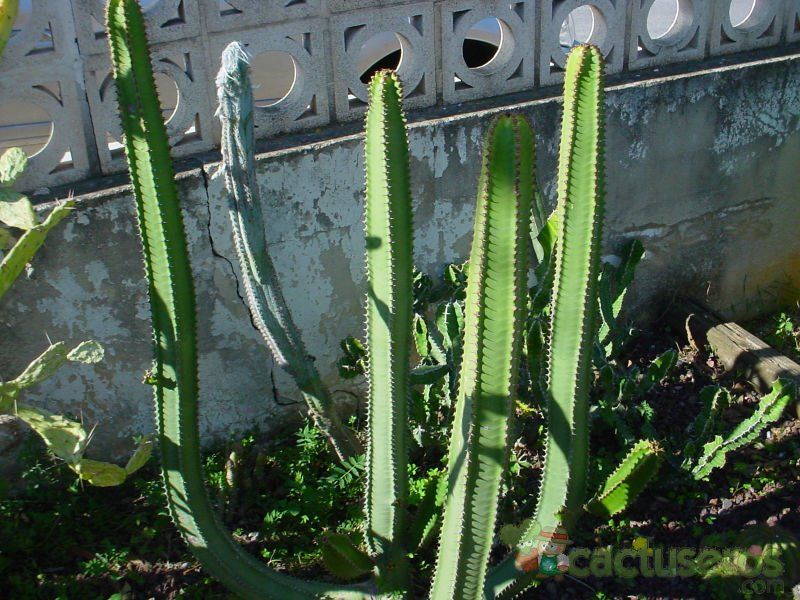 Una foto de Euphorbia canariensis