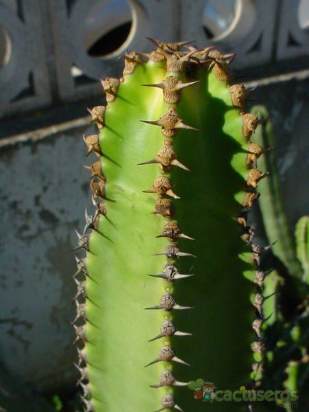 Una foto de Euphorbia canariensis