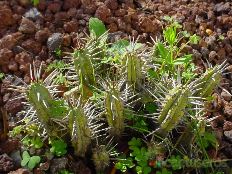 Una foto de Euphorbia ferox