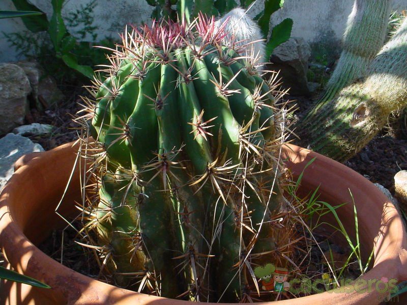A photo of Ferocactus pilosus