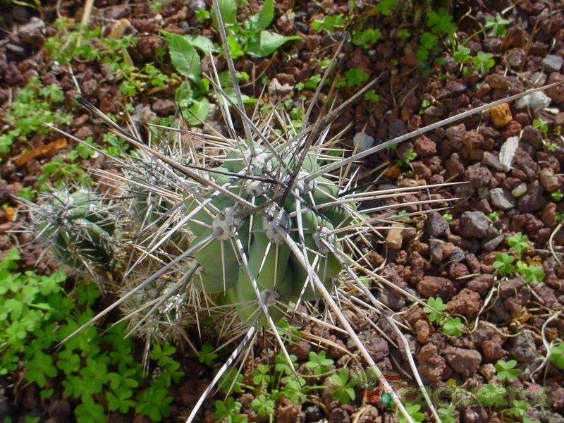 Una foto de Stetsonia coryne