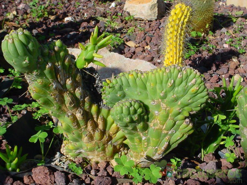 A photo of Austrocylindropuntia subulata fma. crestada