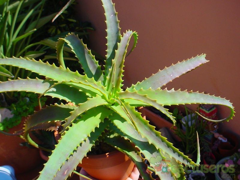 A photo of Aloe arborescens