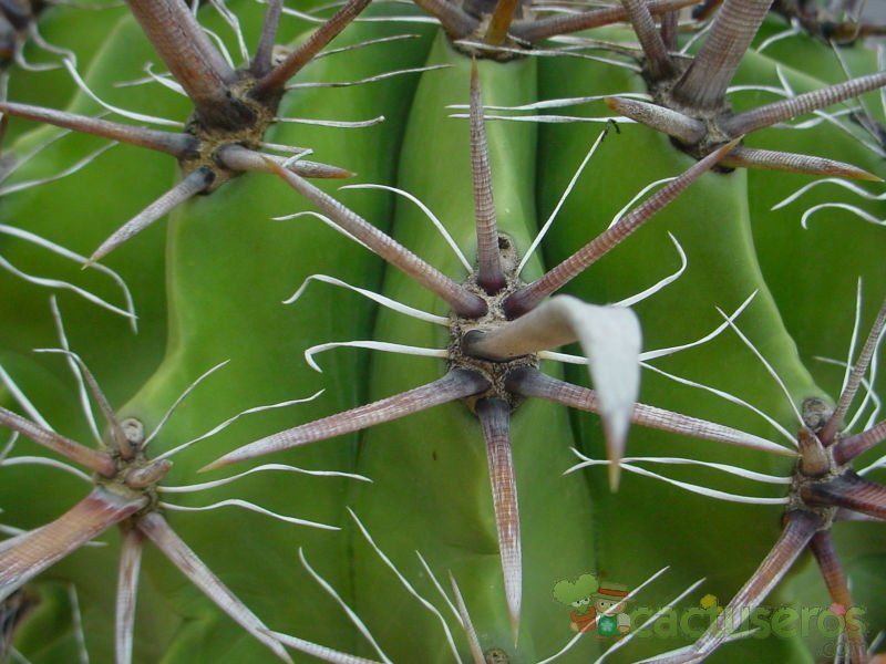 Una foto de Ferocactus peninsulae var. townsendianus