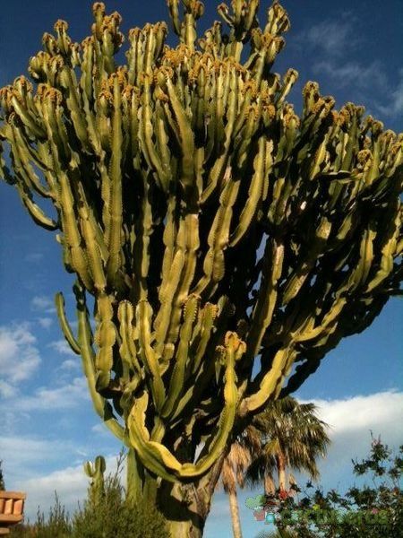 Una foto de Euphorbia ingens