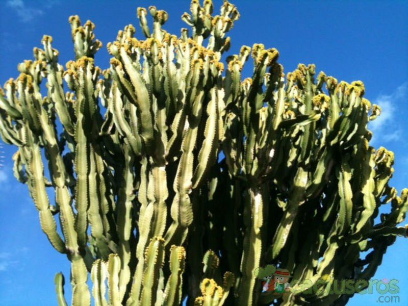 Una foto de Euphorbia ingens