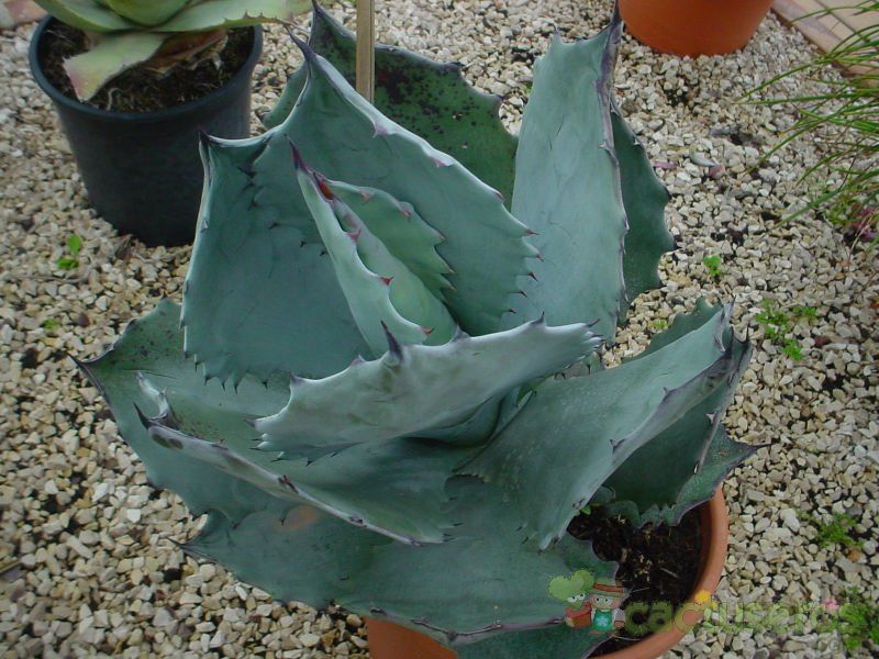 Una foto de Agave potatorum