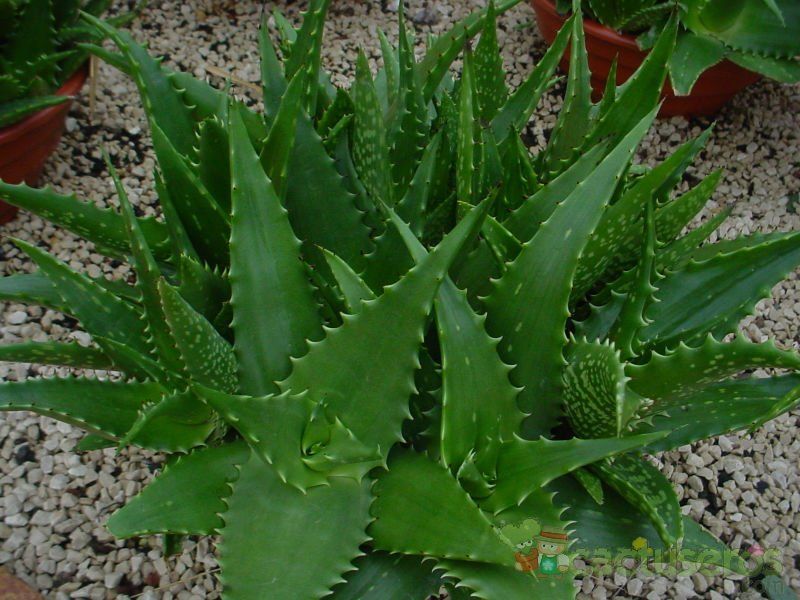 Una foto de Aloe buettneri