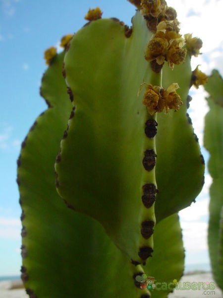 Una foto de Euphorbia ingens