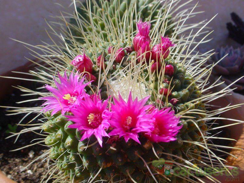 A photo of Mammillaria spinosissima fma. unpico