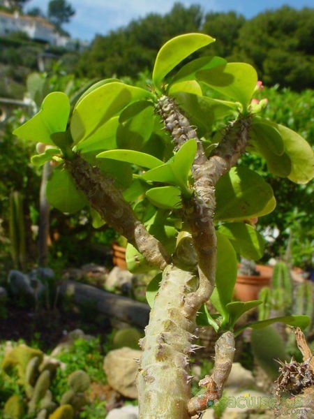 A photo of Euphorbia guillauminiana