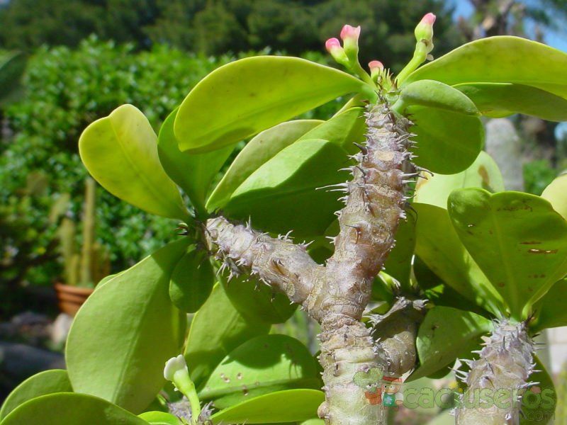 Una foto de Euphorbia guillauminiana