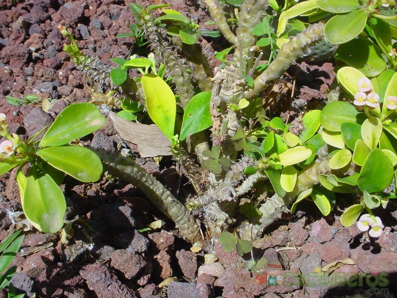 Una foto de Euphorbia guillauminiana