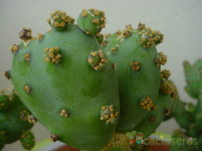 A photo of Opuntia crassa
