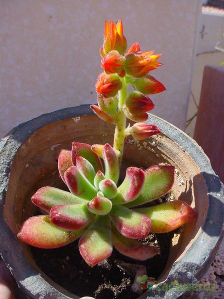 Una foto de Echeveria pulvinata