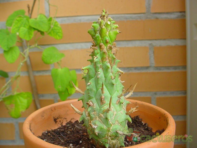 A photo of Euphorbia schoenlandii