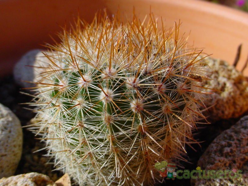 Una foto de Parodia erubescens