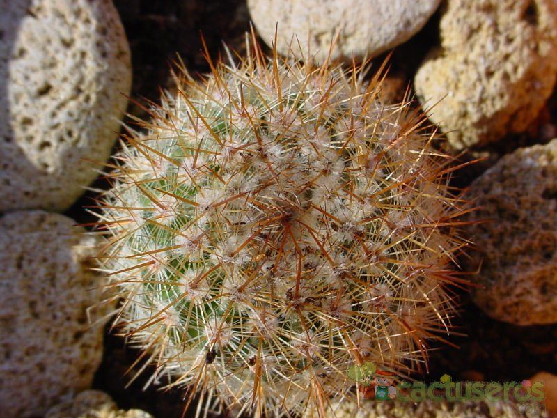 Una foto de Parodia erubescens
