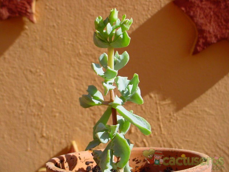 Una foto de Lampranthus deltoides